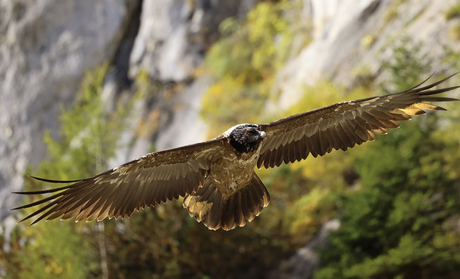 gipeto-che-vola-in-natura-vulture-conservation-foundation.jpeg