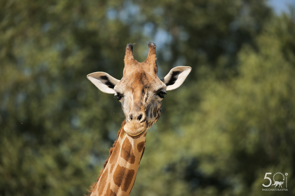 giraffa-24072019.jpg