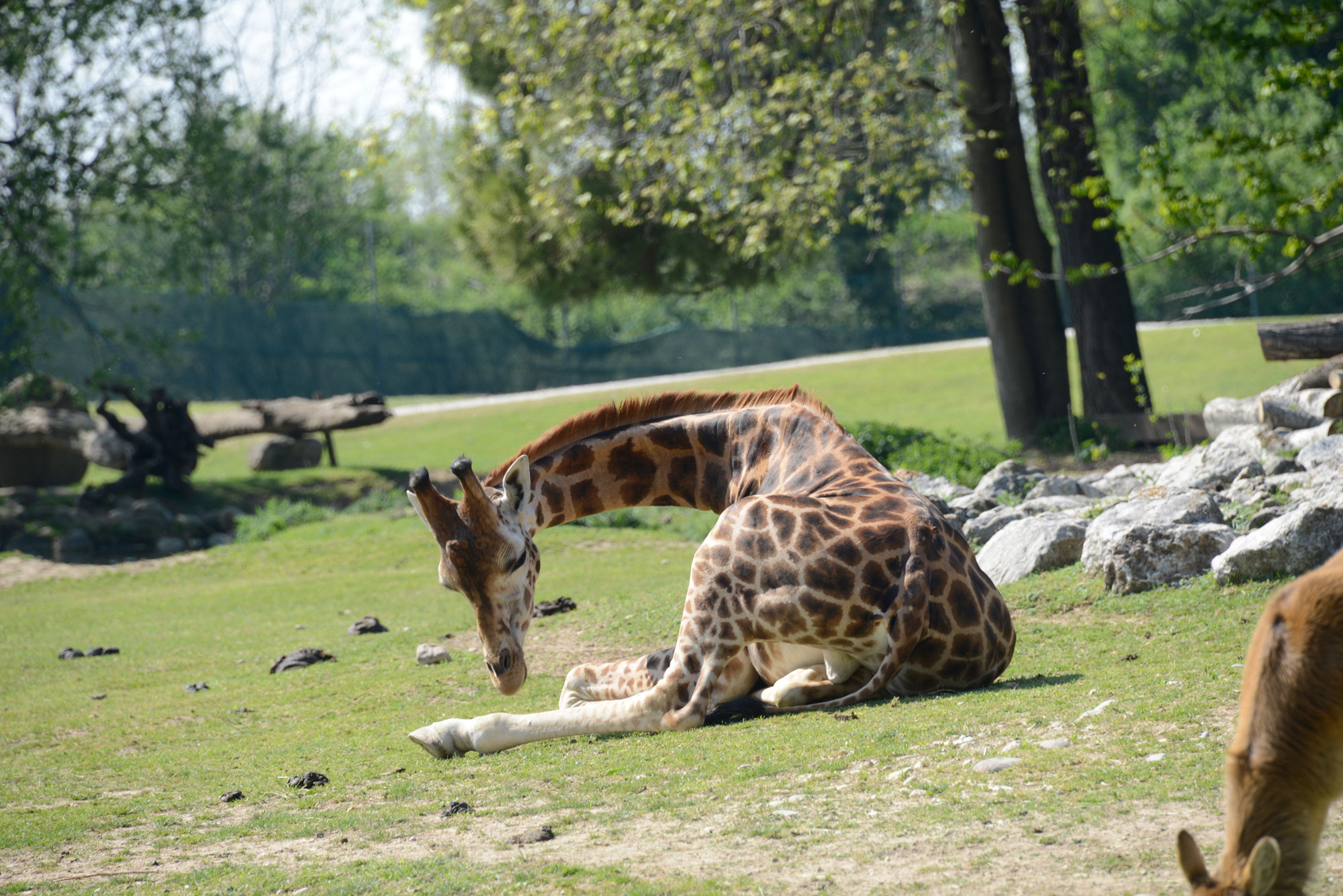 giraffa-3-4.jpg