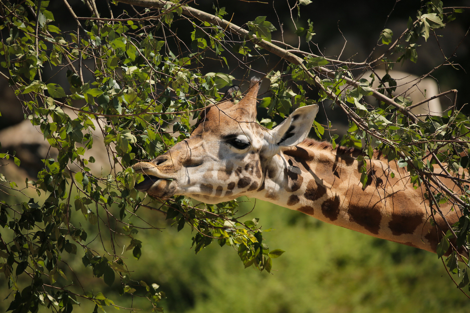 giraffa-arricchimento.jpg