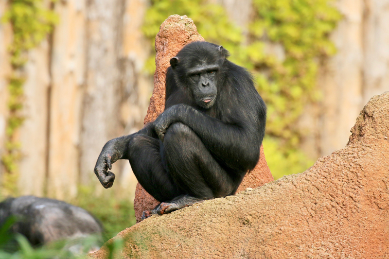 giuditta-chimpanzee-day.jpg