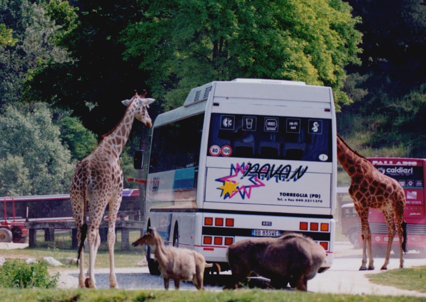 zoo safari verona in camper
