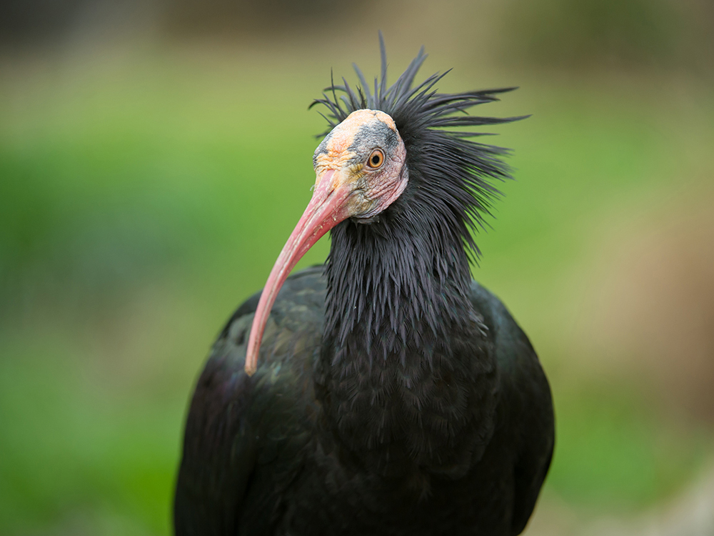 ibis-260822-3.jpg
