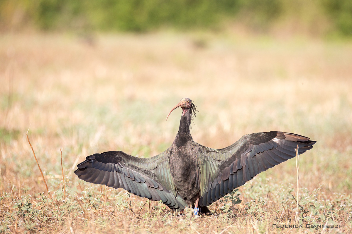 ibis-261120.jpg