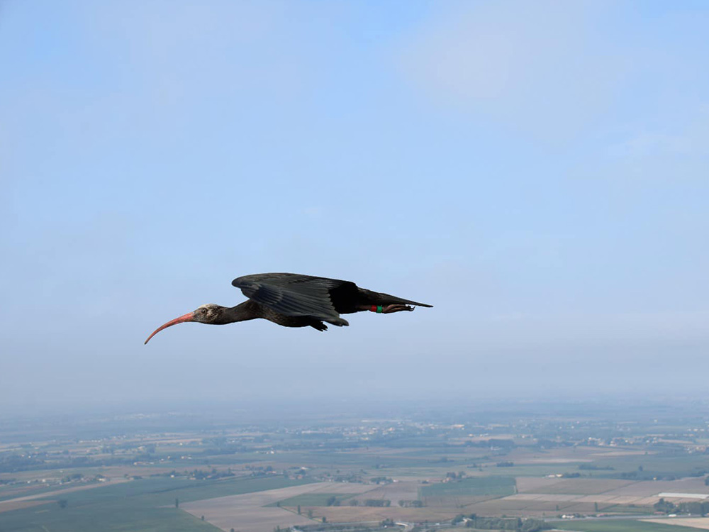 ibis-6922-7.jpg