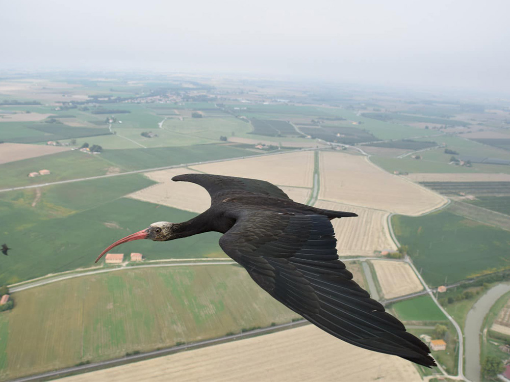 ibis-6922-8.jpg