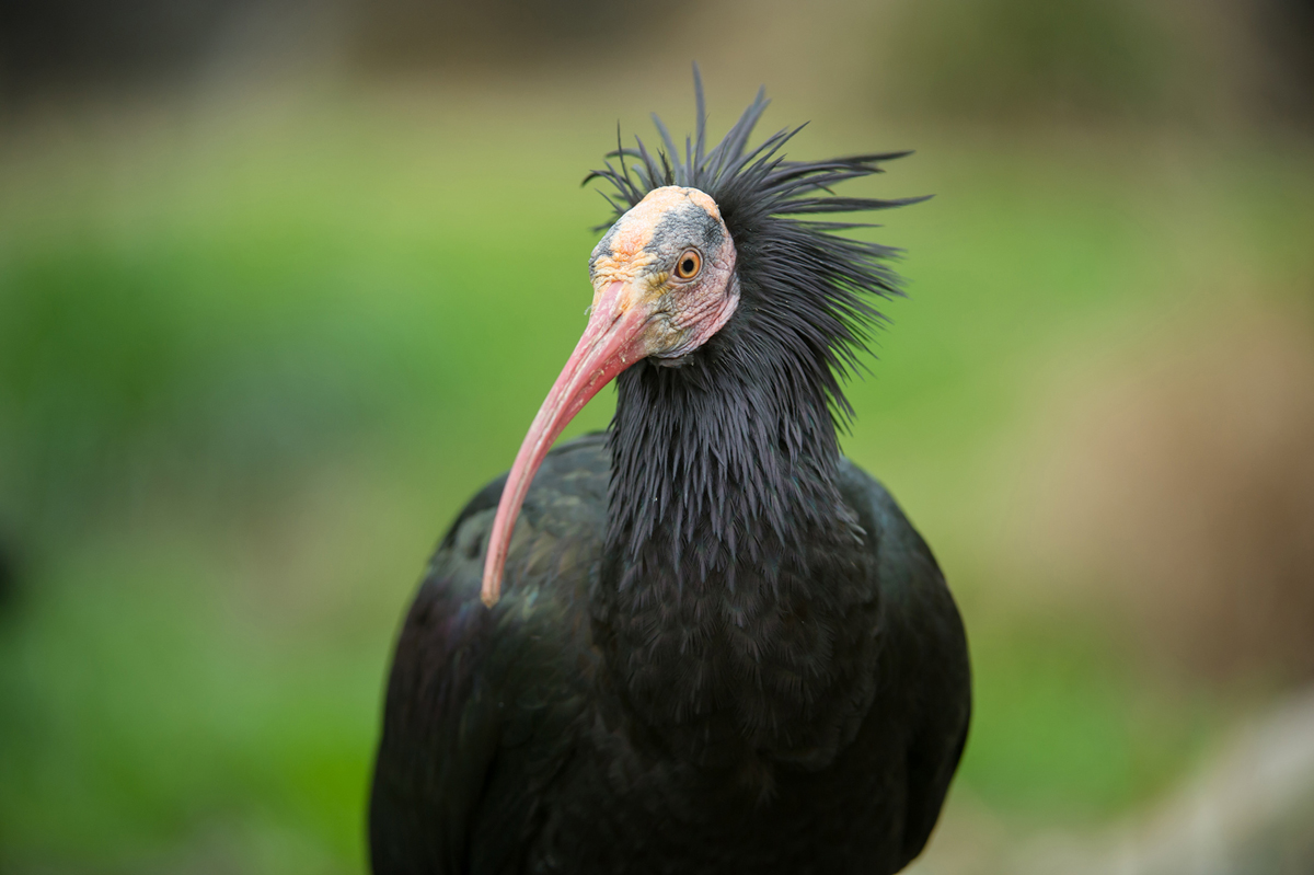 ibis-eremita-240122.jpg