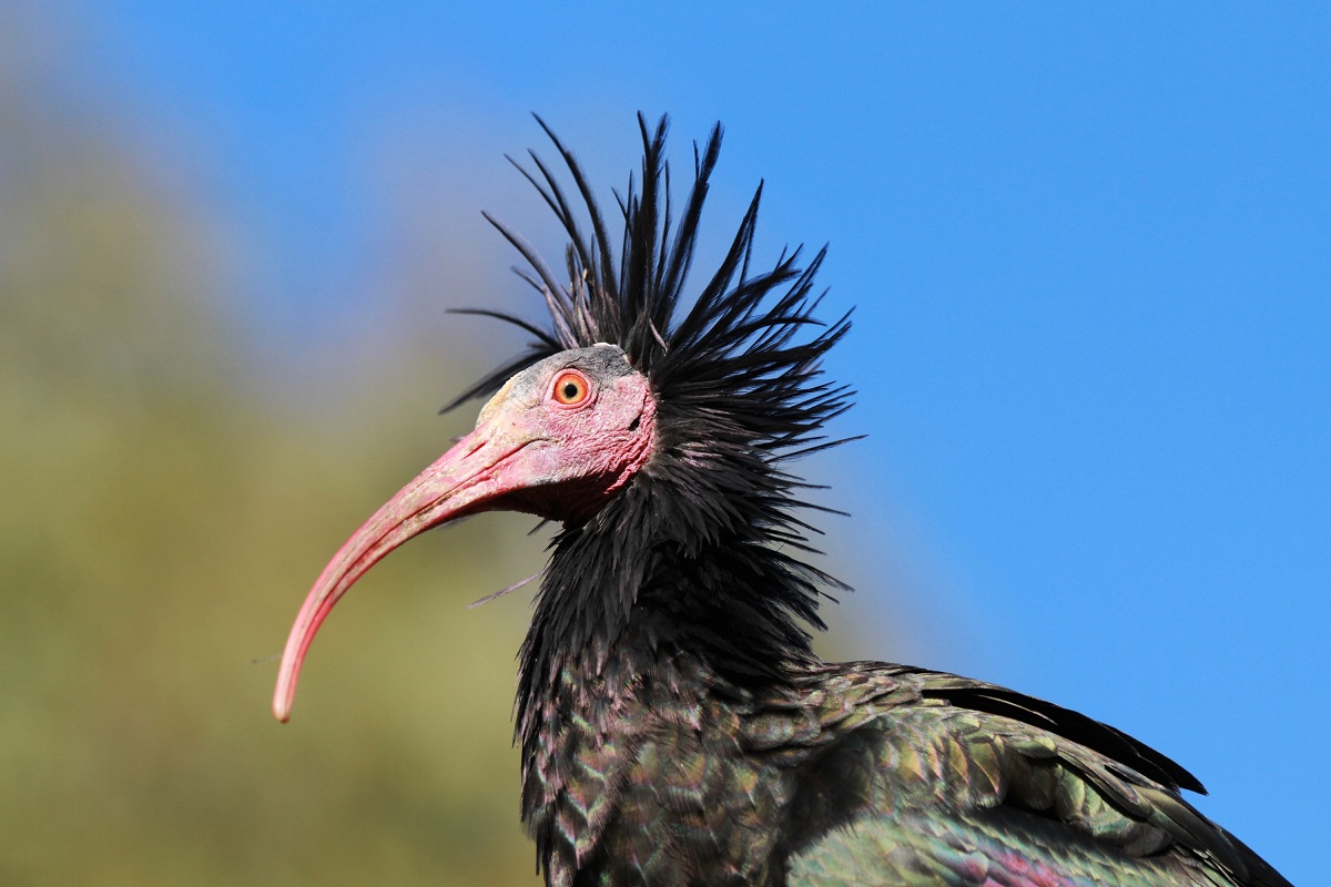 ibis-eremita-5-2.jpeg