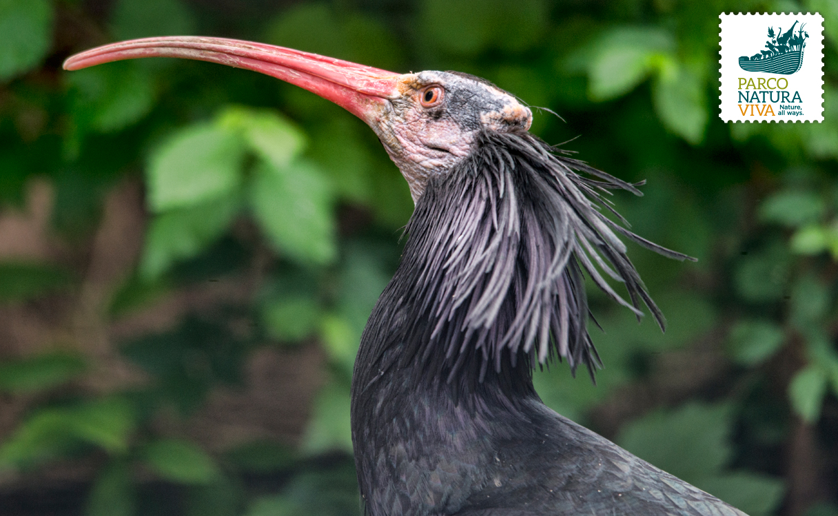 ibis-eremita-5.jpg