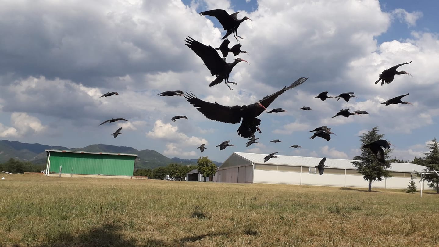 ibis-eremita-al-momento-del-decollo.jpg