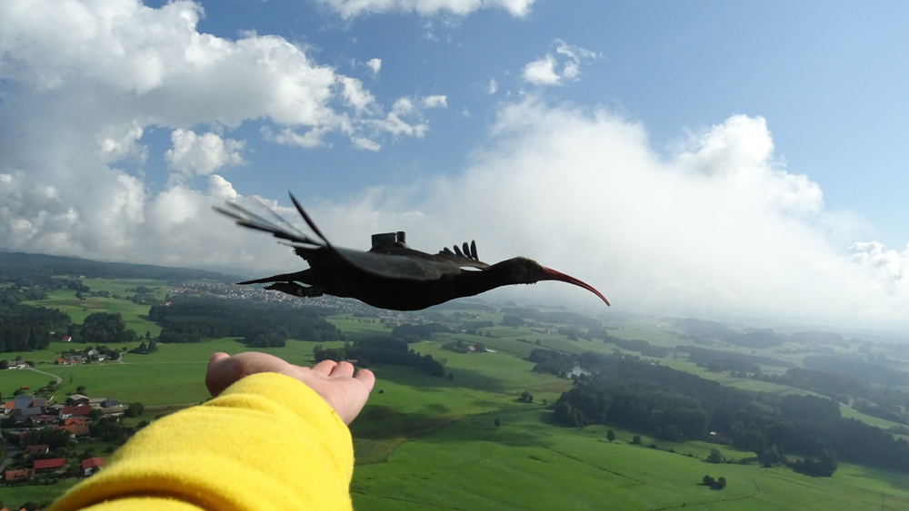 ibis-eremita-hlm-2019-a-schmalstieg-20082019.jpg