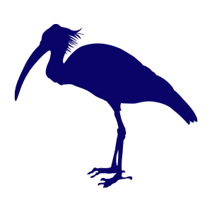 ibis-eremita-icon-2.jpg