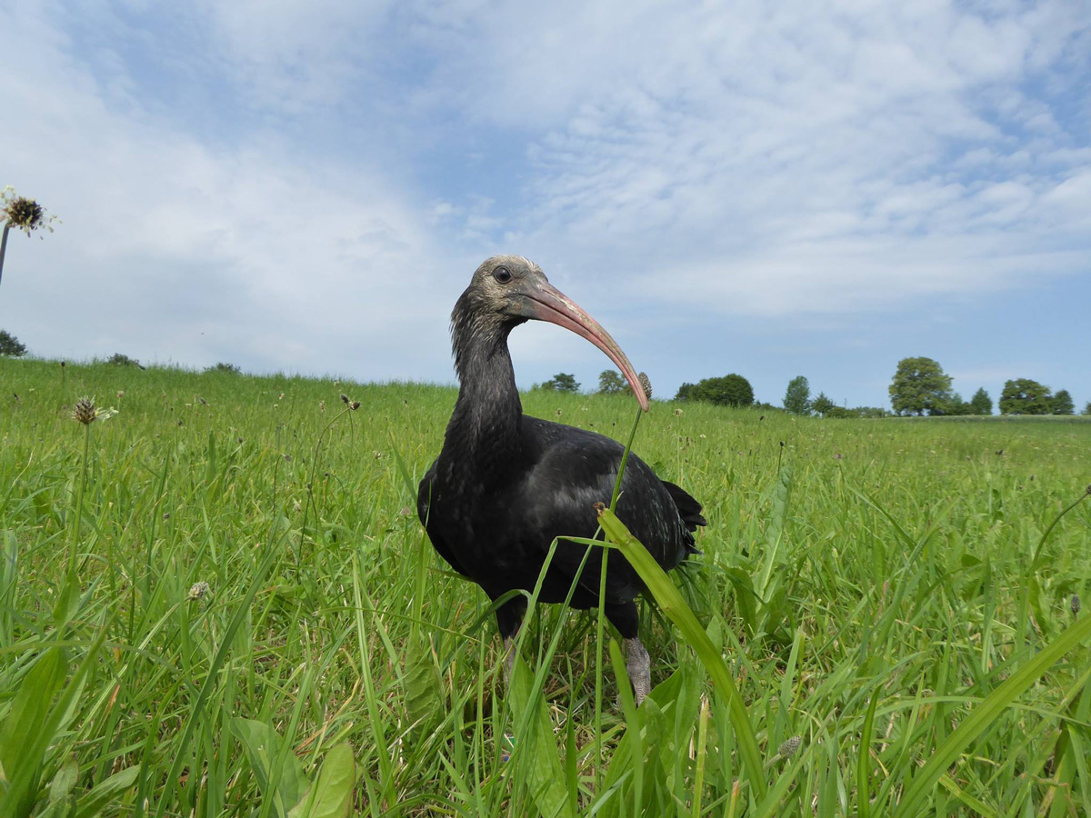 ibis-eremita-migrazione-13112018-10.jpg