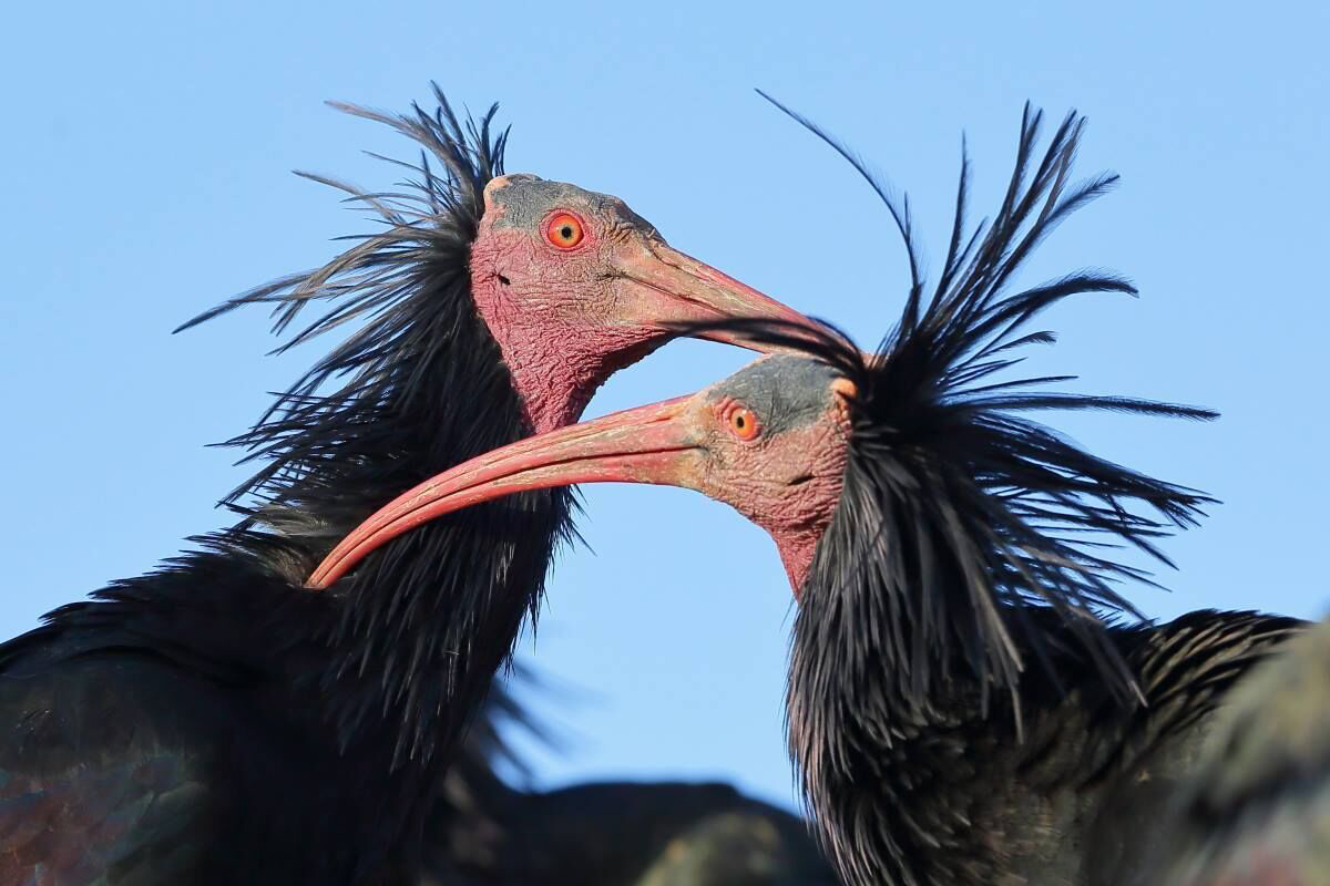 ibis-eremita-migrazione-13112018-3.jpg