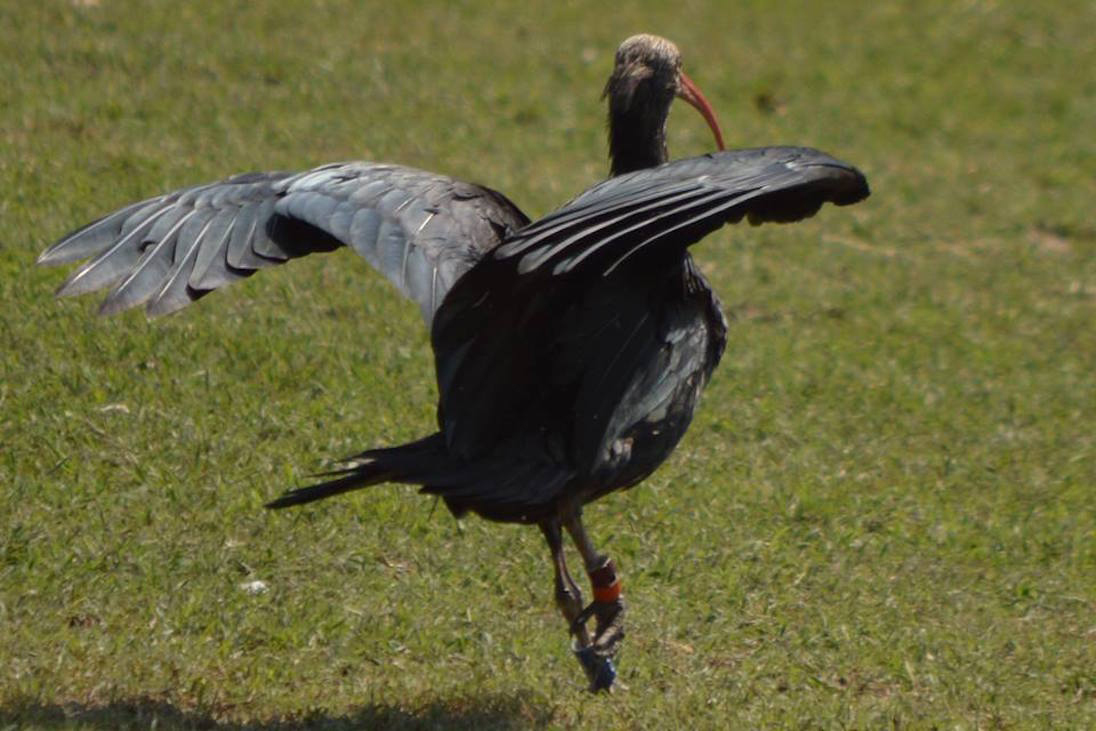 ibis-eremita-migrazione-13112018-9.jpg