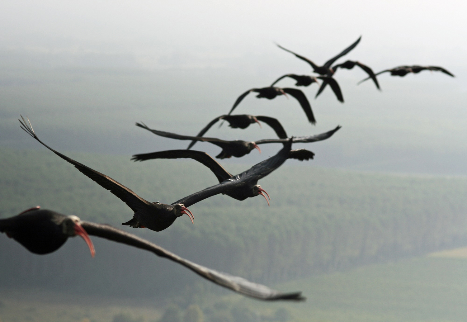 ibis-eremita-progetto-reason-for-hope-in-volo.jpg
