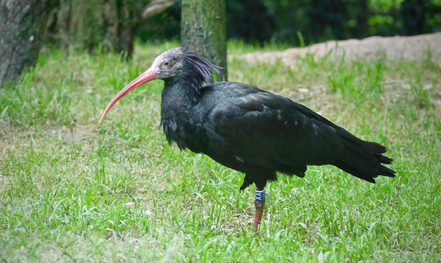 ibis-eremita3.jpg