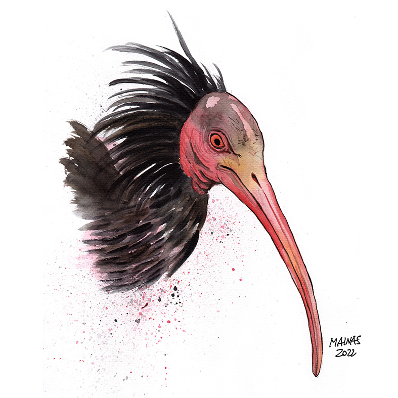 ibis-quadrato-rid.jpg