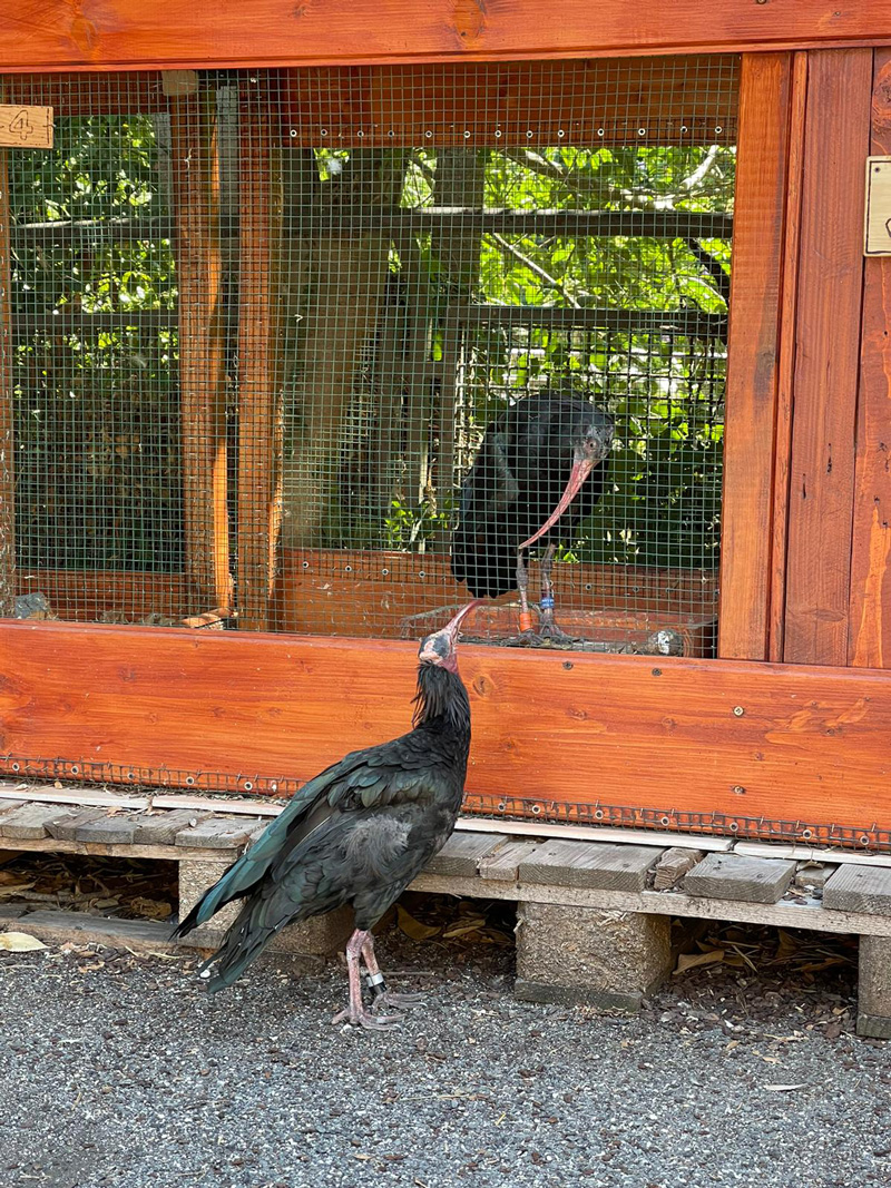 ibis-roma-310822-3.jpg