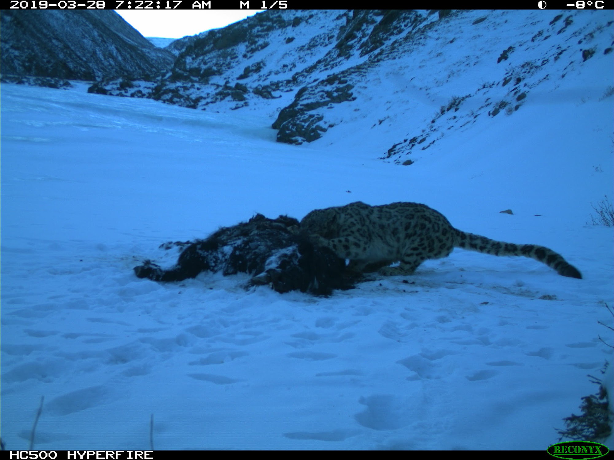 immagine-del-leopardo-delle-nevi-scattata-dalla-fototrappola-francesco-rovero-1.jpg