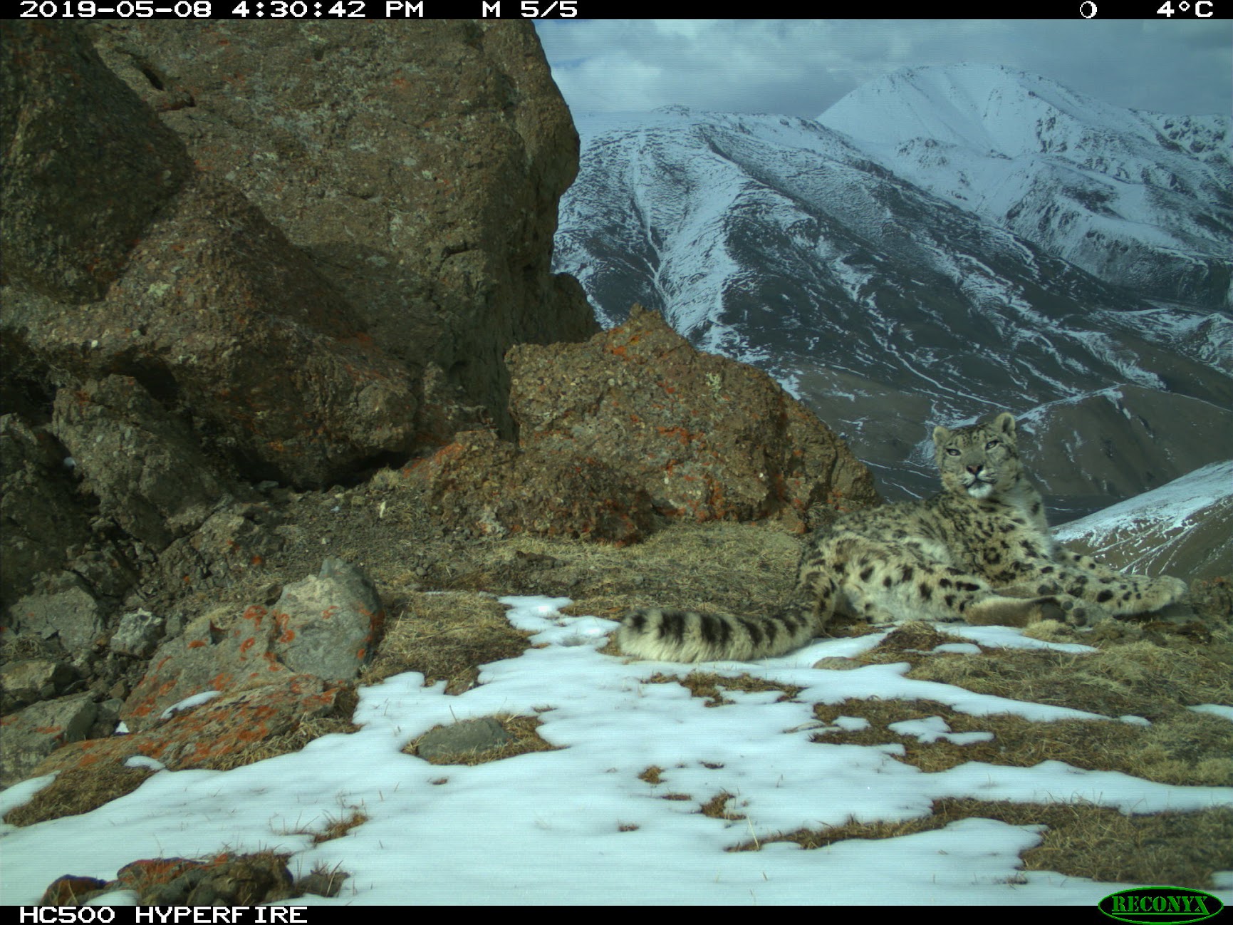 immagine-del-leopardo-delle-nevi-scattata-dalla-fototrappola-francesco-rovero-2.jpg