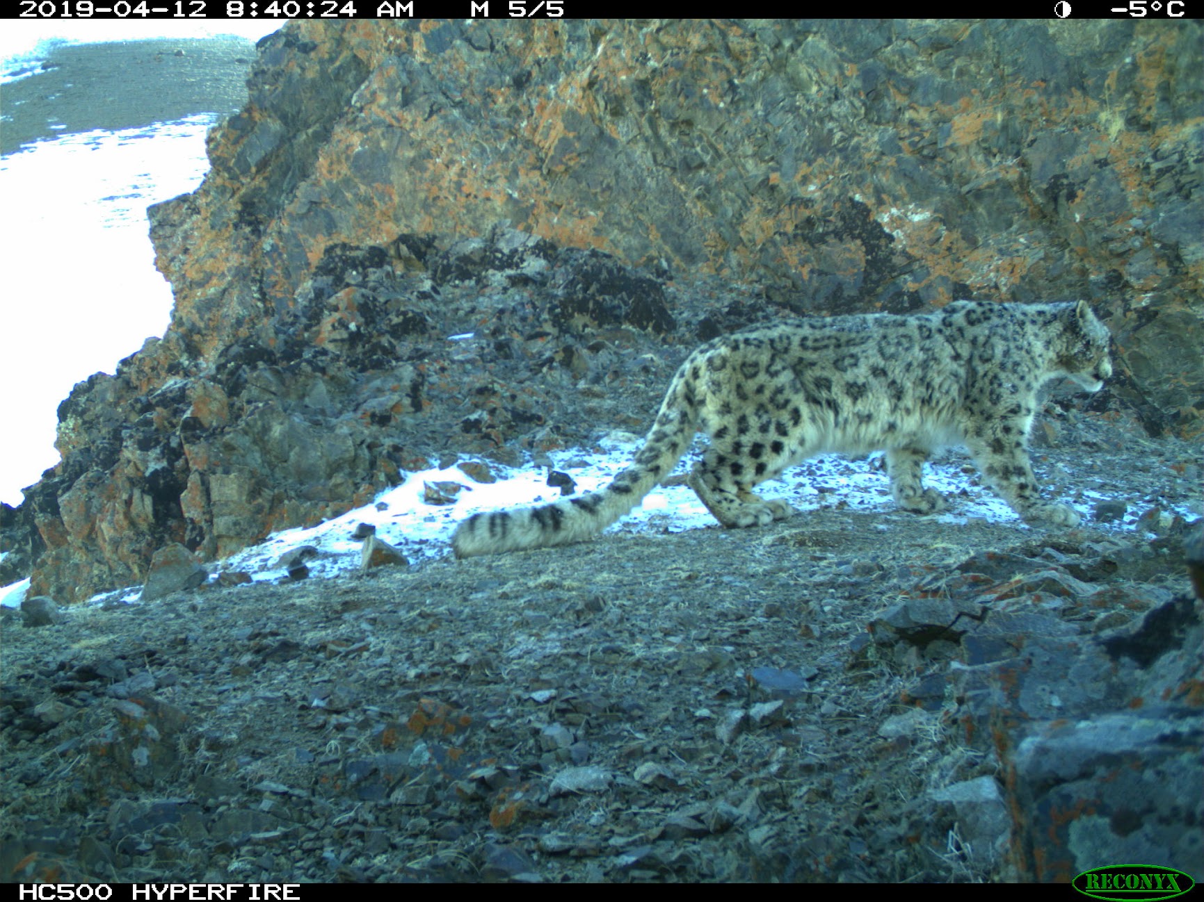 immagine-del-leopardo-delle-nevi-scattata-dalla-fototrappola-francesco-rovero-3.jpg