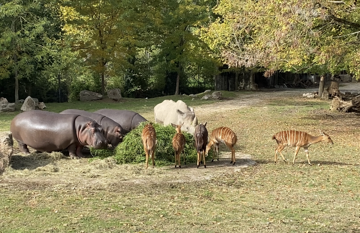 ippopotami-rinoceronti-e-antilopi-al-parco-natura-viva.jpg