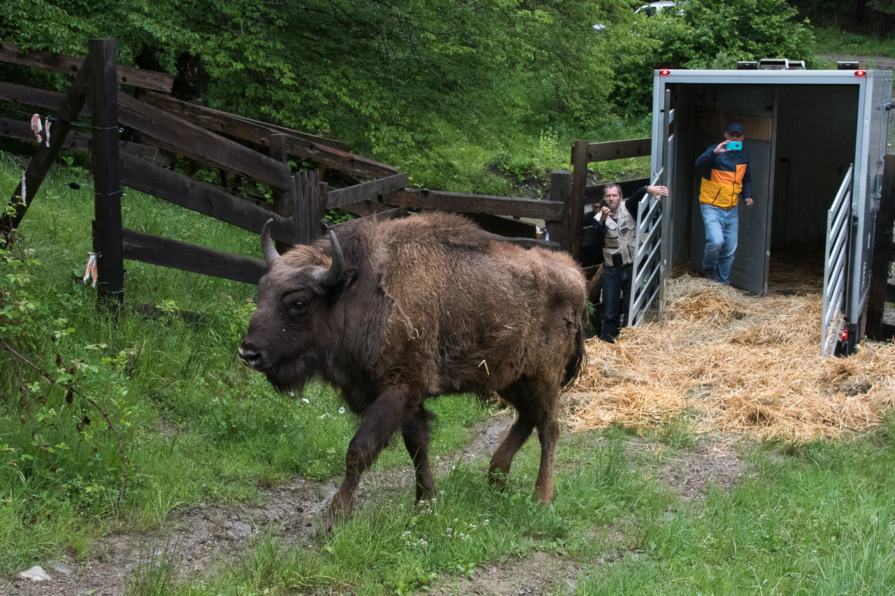julo-bisonte-reintrodotto-in-romania.jpg