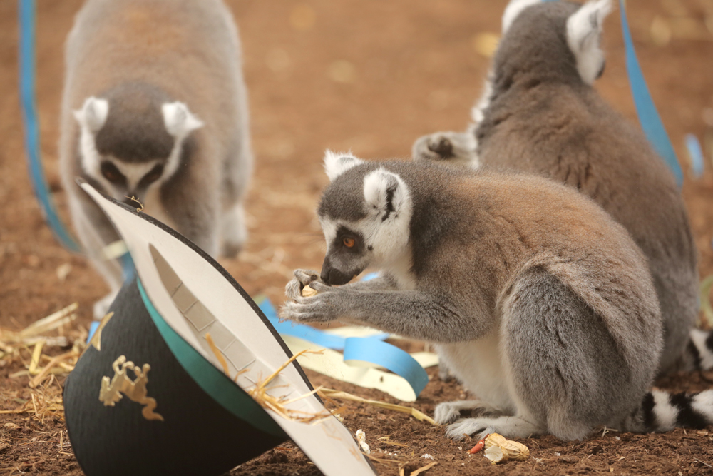 lemure-catta-carnevale-2.jpg