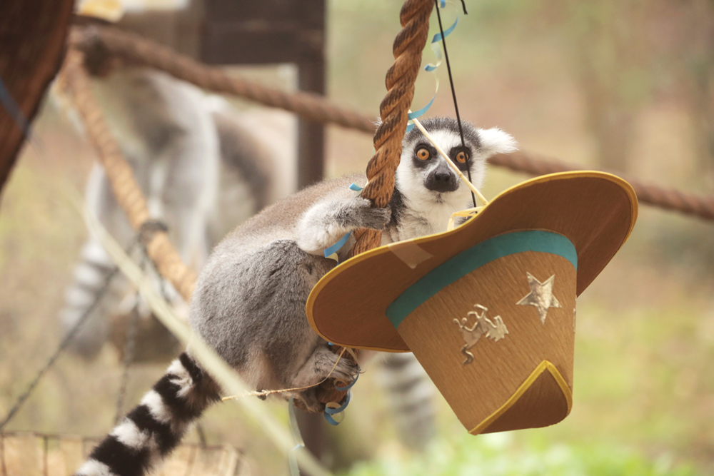 lemure-catta-carnevale.jpg