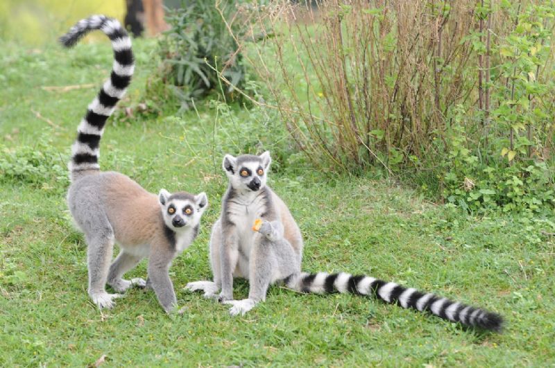 lemure-catta-parco-natura-viva-convegno-ricerca-verona.jpeg