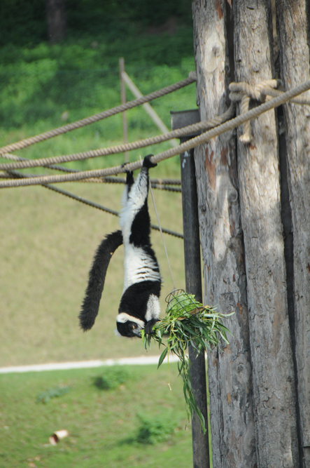 lemure-del-gruppo-comunicato.jpg
