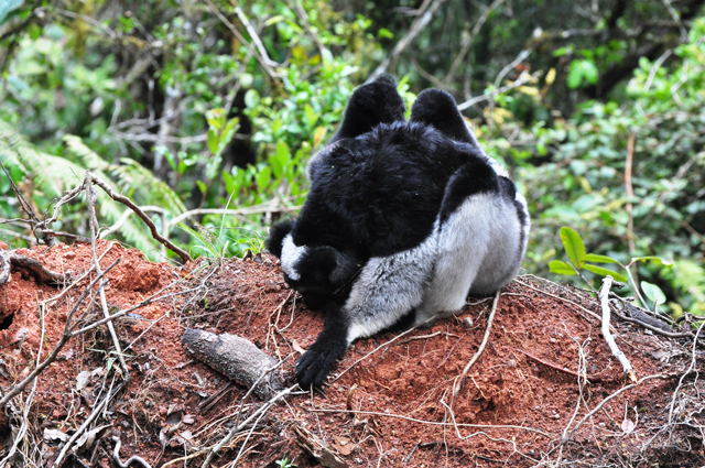 lemure-indri-mentre-si-nutre-di-suolo-forestale-in-madagascar-foto-di-valeria-torti-271021.jpg