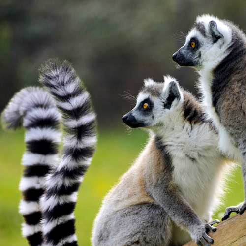 Madagascar Conservation Project | Parco Natura Viva