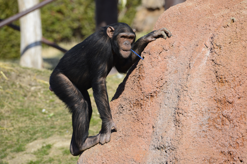 madax-chimpanzee-day.jpg