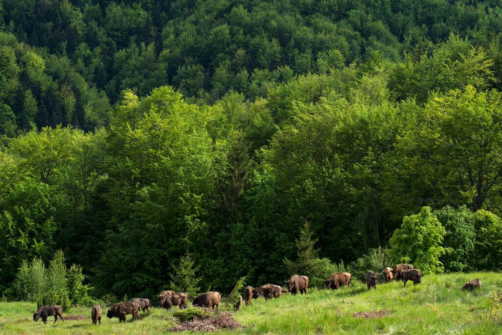 madria-di-bisonti-europei-carpazi-meridionali-rewilding-europe.jpg