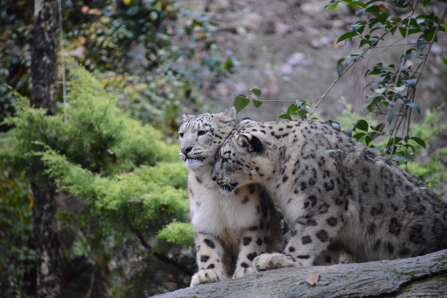nudan-e-samira-leopardi-delle-nevi-al-parco-natura-viva.jpg