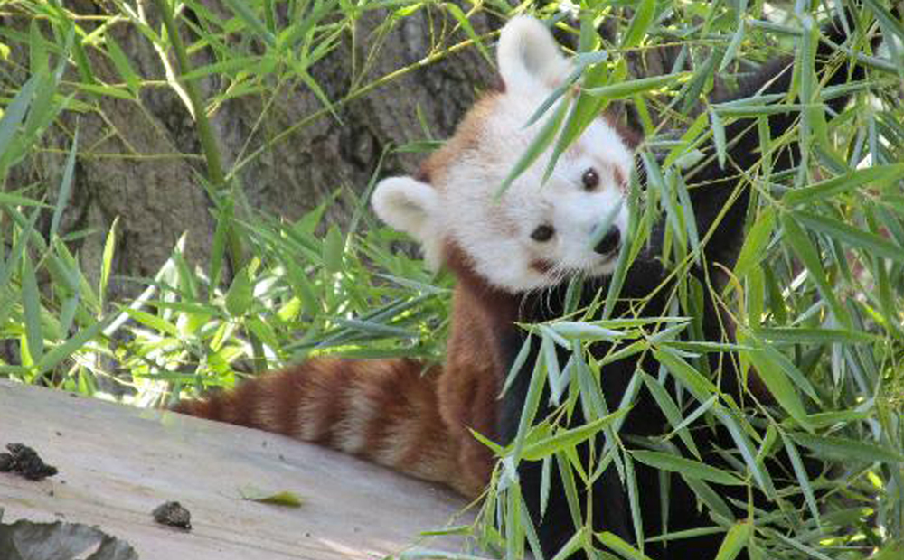 panda-rosso-09062020-2.jpg