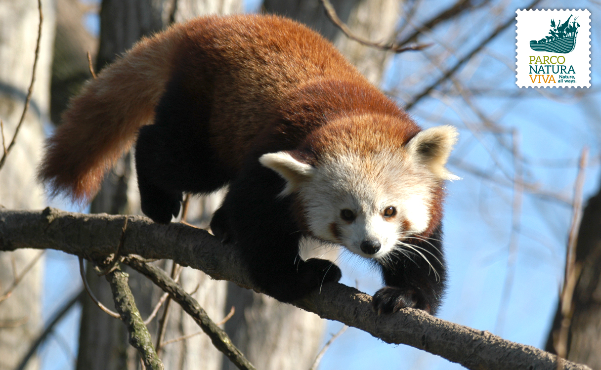 panda-rosso-2.jpg