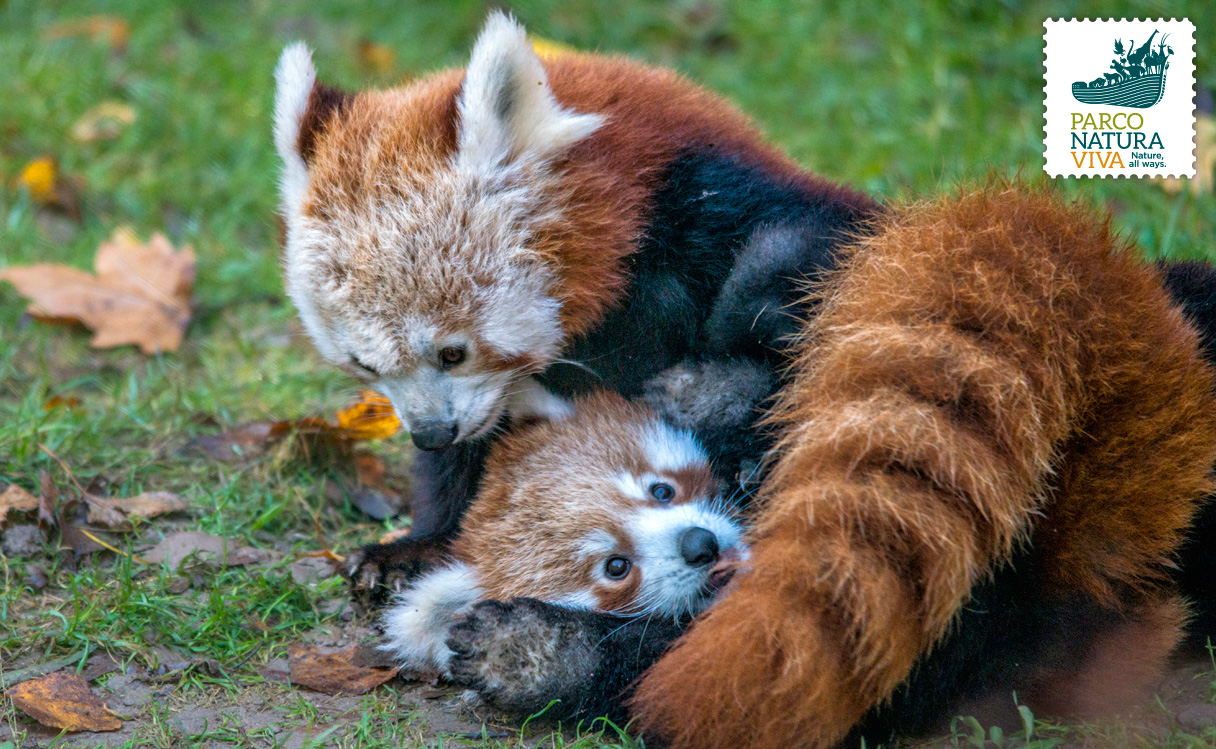 panda-rosso-4.jpg