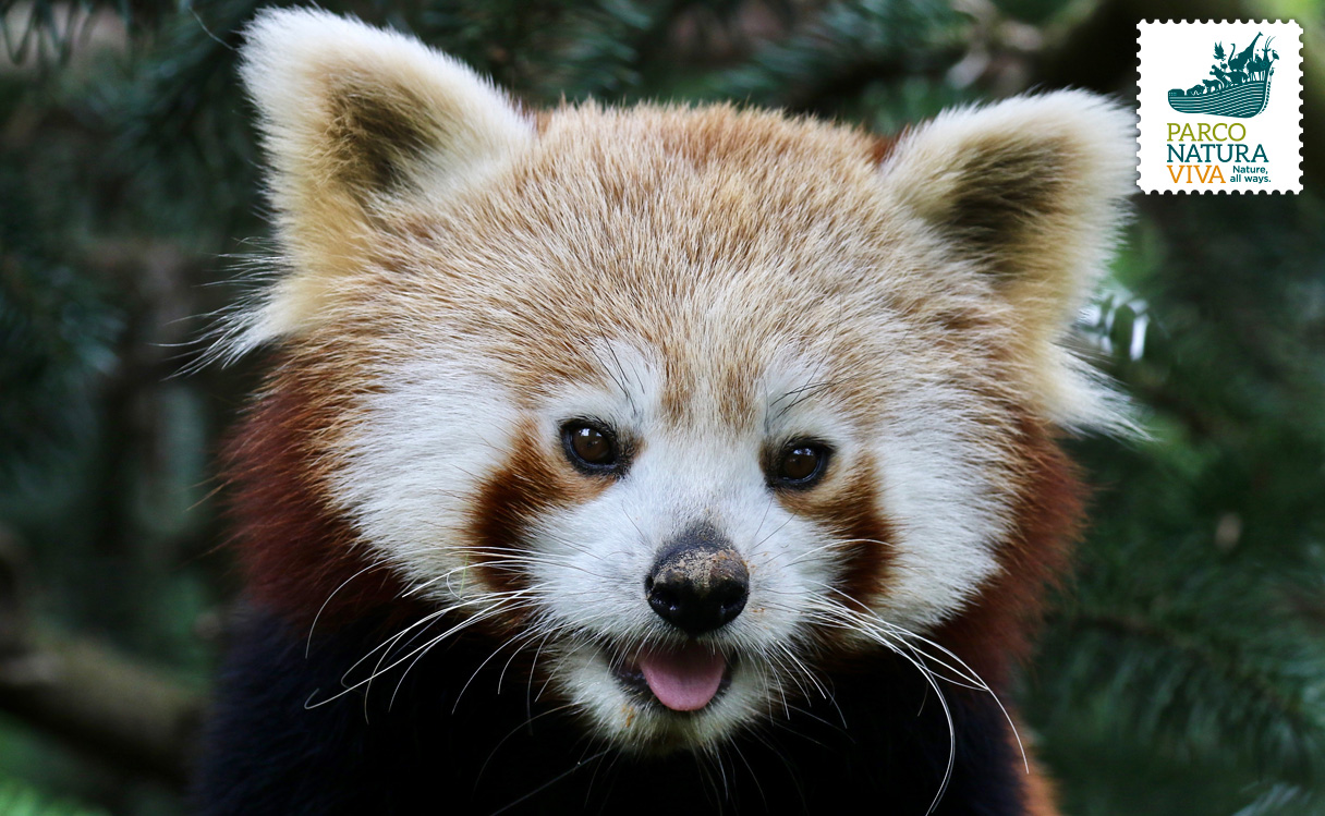 panda-rosso-6.jpg
