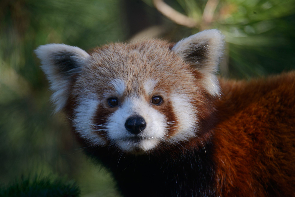 panda-rosso-8124.jpg