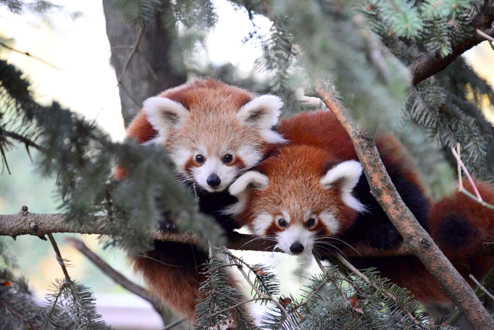 panda-rosso-carnevale.jpg