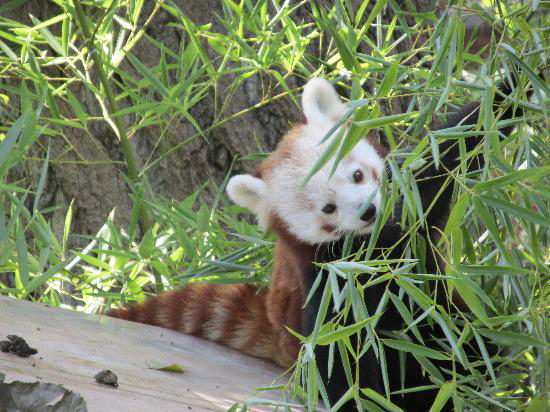 panda-rosso-con-bambu.jpg