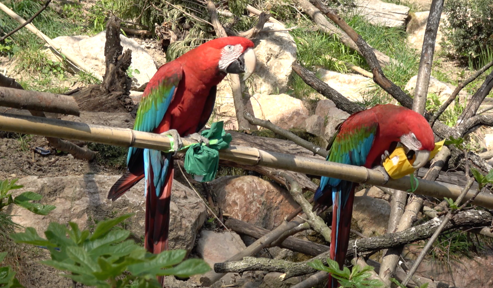 pappagalli-ara-pasqua-2020.jpg