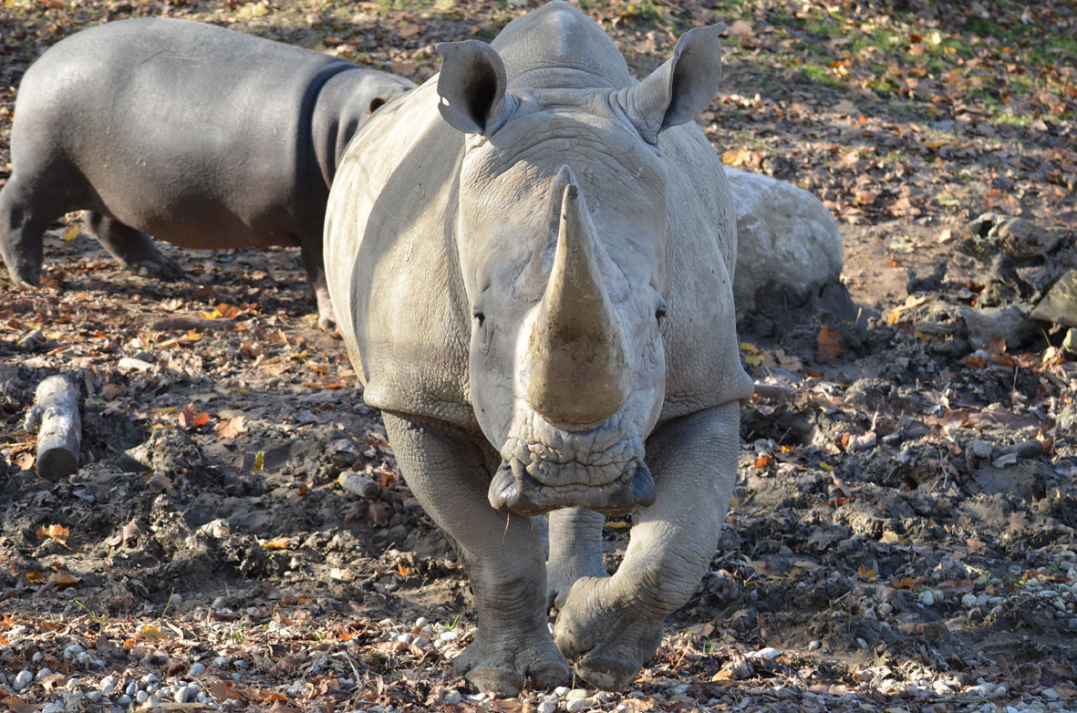 parco_natura_viva_5_rinoceronte.jpg