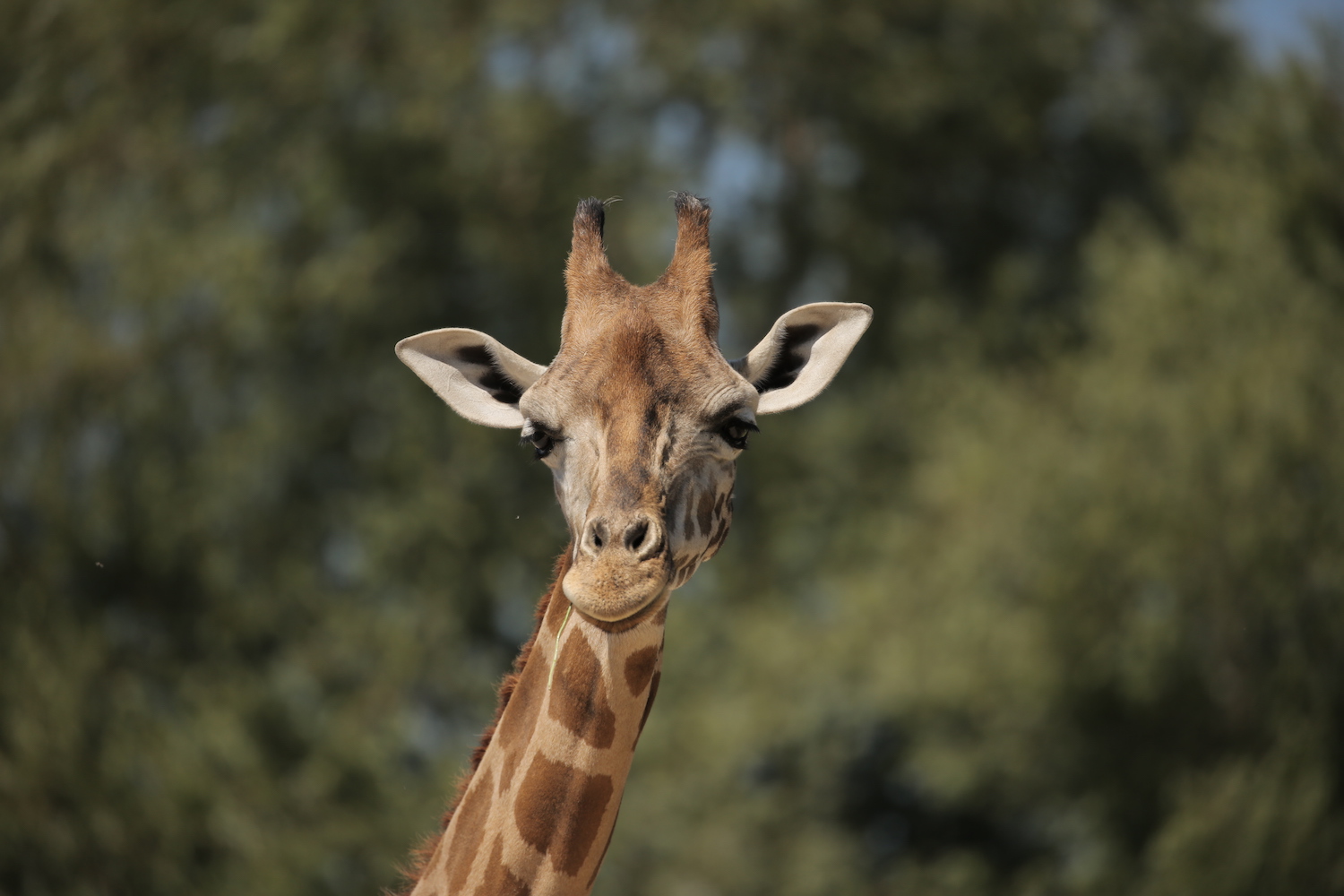 prog-giraffa-alp-3.jpg