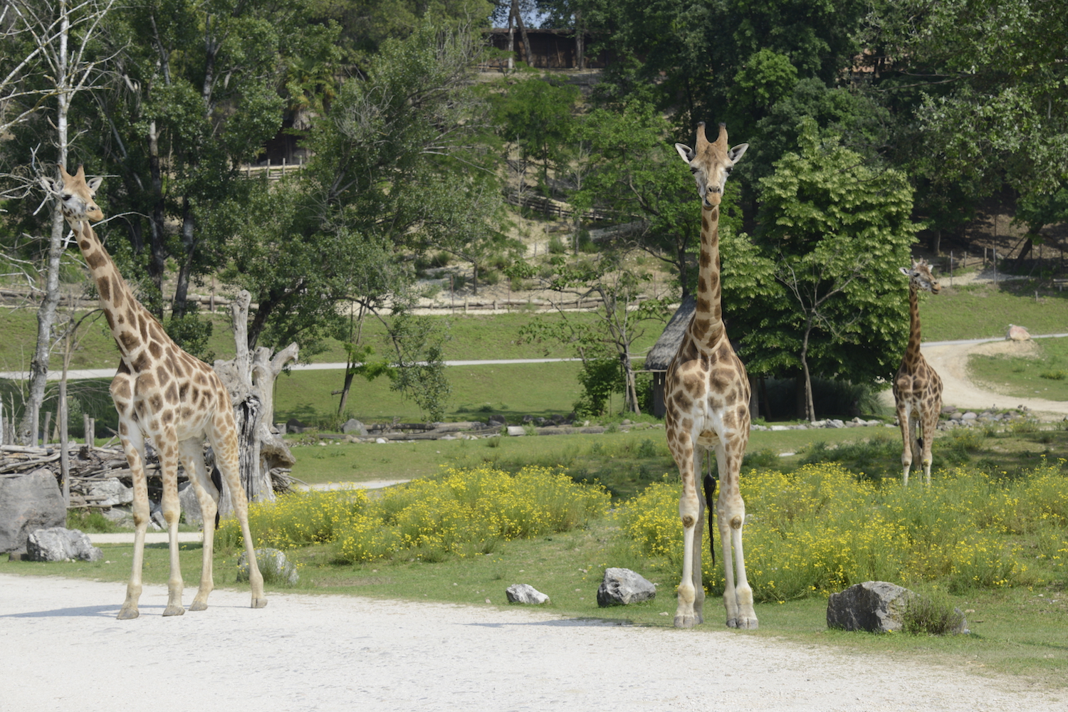 prog-giraffa-status-1.jpg