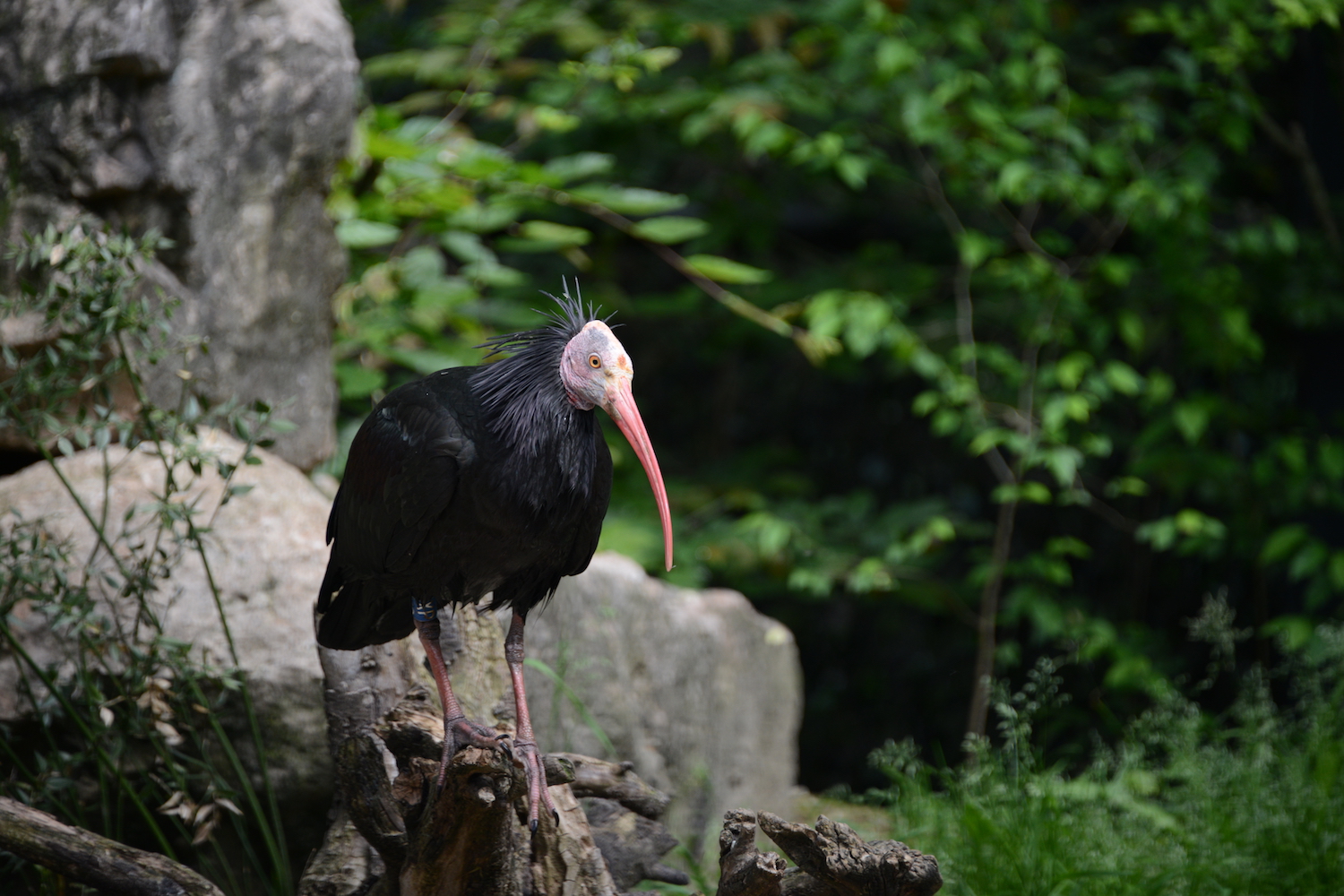 prog-ibis-a1.jpg