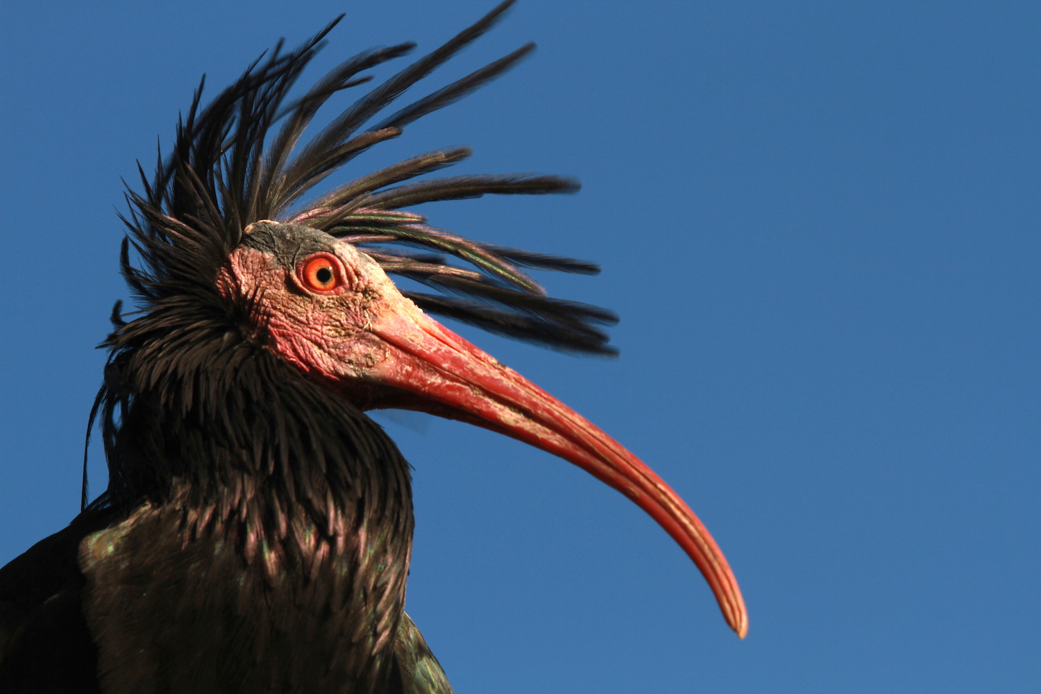 prog-ibis-s1.jpg